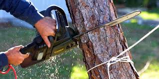 How Our Tree Care Process Works  in  Woodbury Heights, NJ